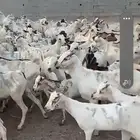 تيوس جيبوتيه بحاره للبيع بسعر الجمله