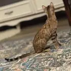 قطة بنغال بيور للبيع