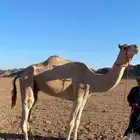 قعود ثني للبيع طبع شرط