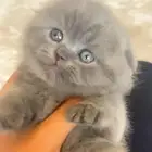 سكوتش فولد تم البيع الله يبارك لراعيها