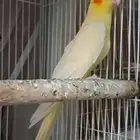 ذكر كروان لاتينو عيون حمر