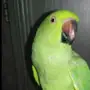 دره افريقي 