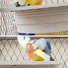 روز و آلماسي وحب