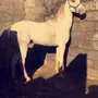 حصان للبيع