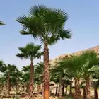 الرياض
