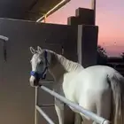 مطلوب فرس شعبيه