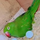 زوج درة هندي منتج وفرده روز البينو