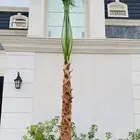 النخل واشنطونياء زينه للبيع