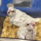 فروخ كوكتيل البينو