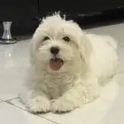 كلب مالتيز ذكر اليف جدا للبيع مع كامل مستلزماته ب350