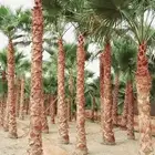 نخل واشنطني واشنطن زينه امريكي للبيع