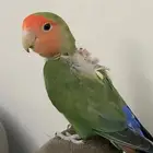 للبيع ببغاء روز اليفين