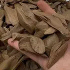 عود مروكي آصقون كسر مباخر