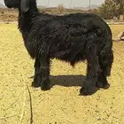 خروف نجدي فحل