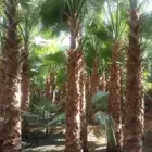 النخل واشنطوناء زينه للبيع