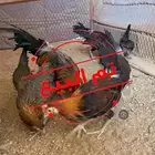 فروخ دجاج عربي ترثه