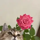 سكوتش ستريت للتبني