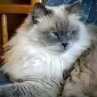 قطة هيمالايا