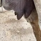 خلفه وضحا