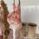 ذبائح تابي تمارا ذبايح حري ساكني نعيمي
