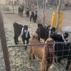 تيوس وحفار للبيع