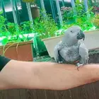 ببغاء كاسكو اليف