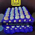 زغاليل حمام فرنسي بط بكيني ديوك بلدي دجاج بيض سمان