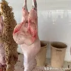 ذبائح تمارا و تابي ذبايح نعيم و سواكن و حري