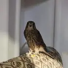 باشق فرغ ياكل من اليد