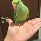 دره هندي أليفه متكلمه للبيع أو للبدل