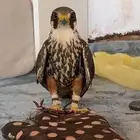 مطلوب بكه او جميجميه او شرياص او باشقق