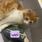 قطه تبني
