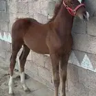 مهر للبيع