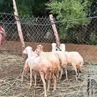 للبيع 7رخيل بلدي