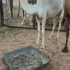حواره طيبه للبيع