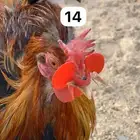 ديك عربي افرق