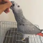 فرخ كاسكو انتاج محلي متكلم وهدد تم البيع