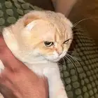 ذكر استوكش قولد للتزاوج 200 خمس ايام بالدوادمي