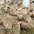 سمان جامبوو و بيض سمان