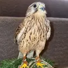 طير باشق انثى مدرب