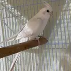 مفقود كروان البينو