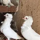 حمام بلجيكي