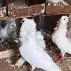 حمام بلجيكي