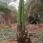 ابو هدله لتوريد النخيل والواشنطن داخل وخاج المملكه