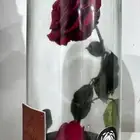وردة الحياه من فلاورد