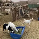تيس وجفار