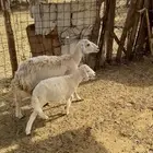 نعجه حريه معها رخل تم البيع
