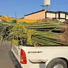 نخل نخيل فروخ جثايث خلاص مجدول سكري صقعي برحي برني صفاوى
