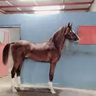 حصان للبيع