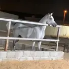 فرس واهو جمال وبنتها